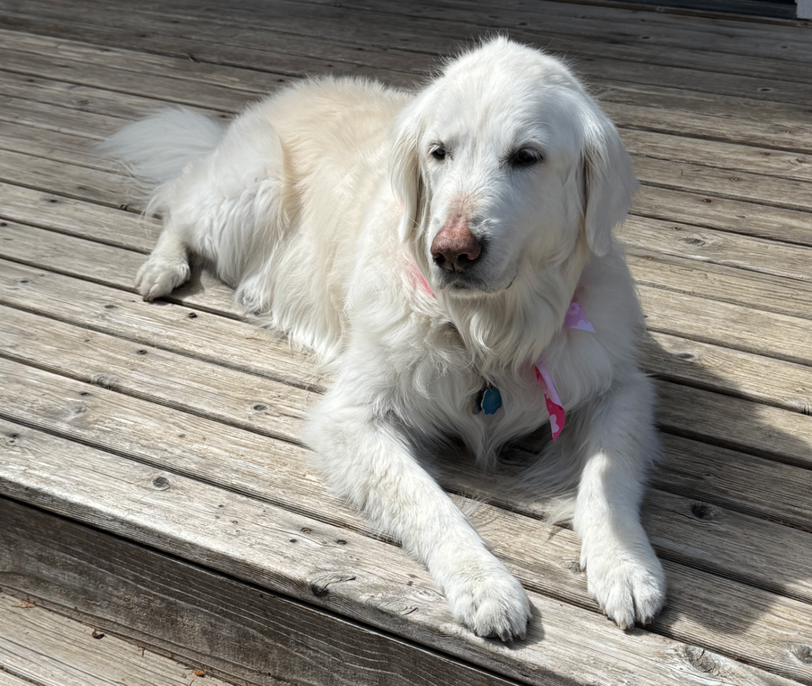 Lily, Madison's white golden retriever, resting on the deck at home