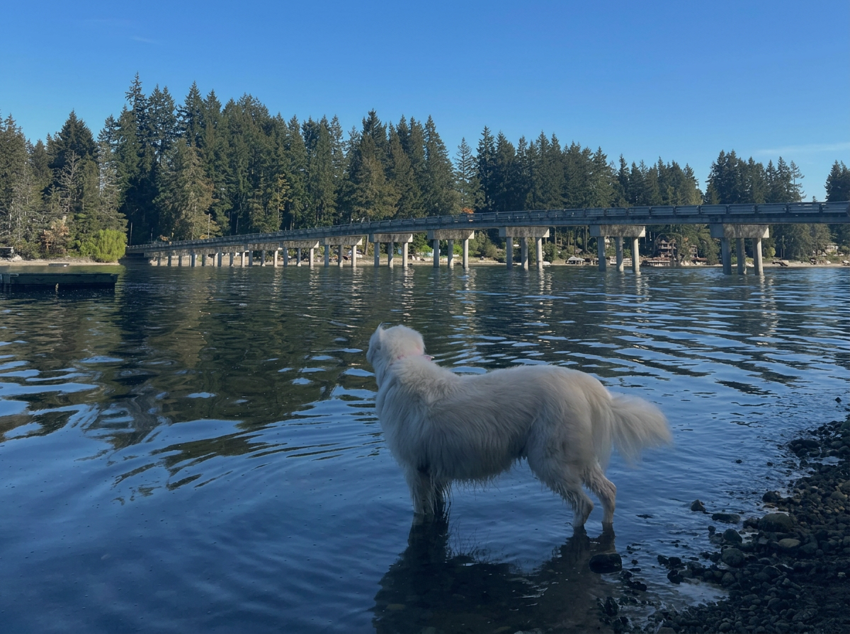 Lily wading in Puget Sound beside the Fox Island bridge